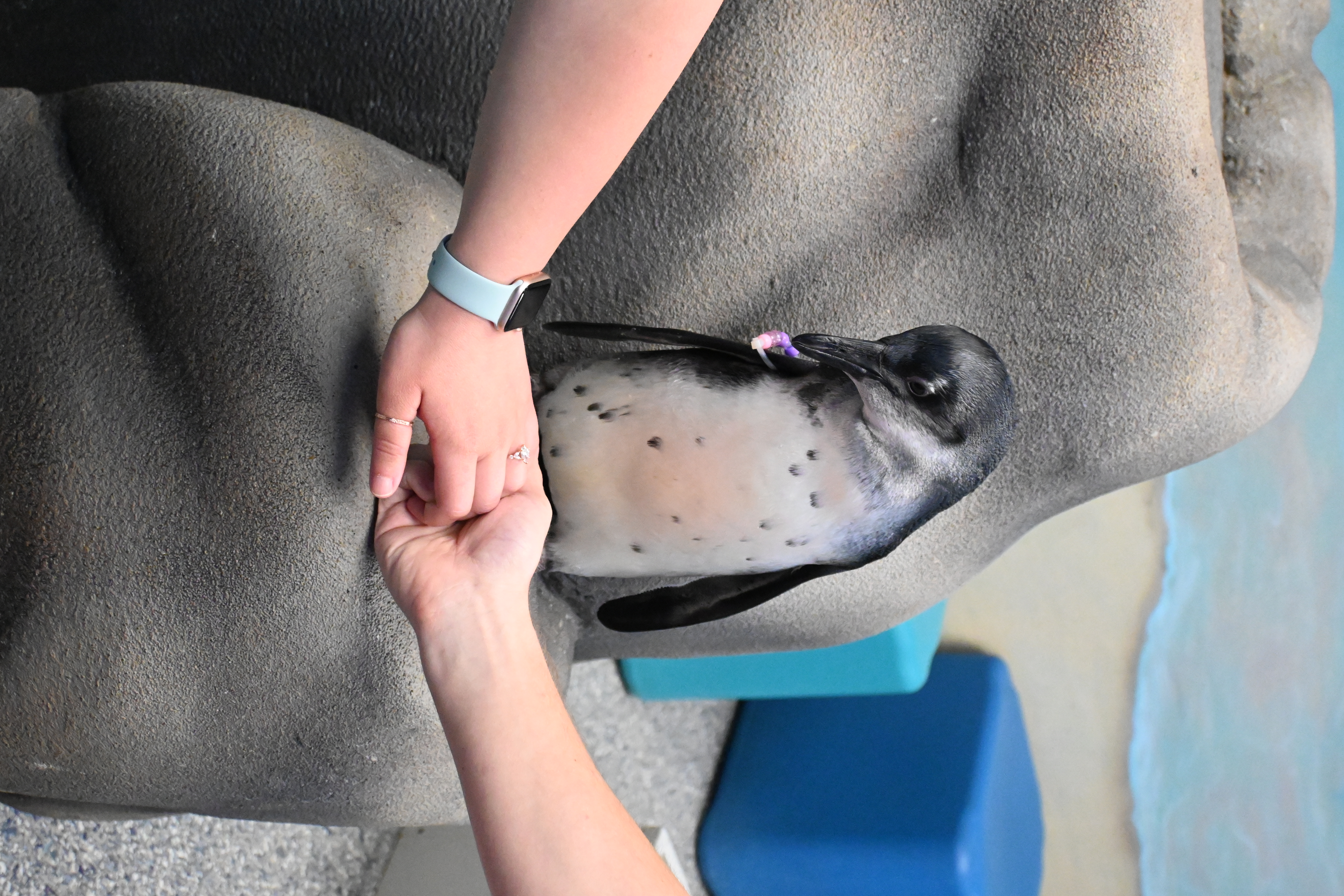 Ishi wants a rock too